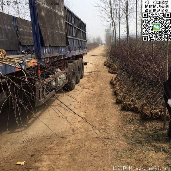 沭陽榆葉梅規(guī)格 沭陽榆葉梅規(guī)格