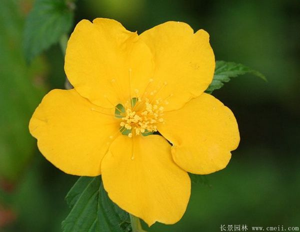 單瓣棣棠花 單瓣棣棠花