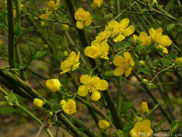 沭陽(yáng)棣棠花 沭陽(yáng)棣棠花
