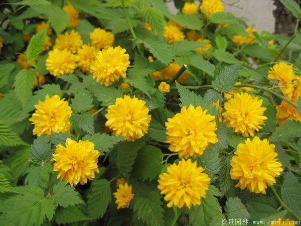 沭陽(yáng)棣棠花 沭陽(yáng)棣棠花