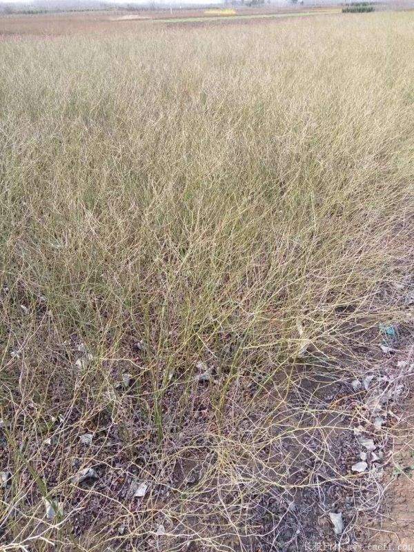 棣棠花產地 棣棠花產地