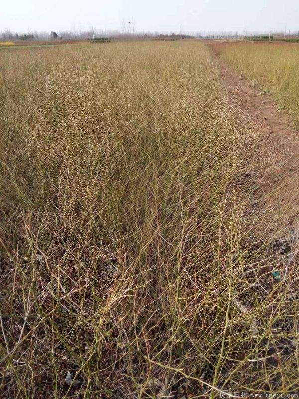 棣棠花產地 棣棠花產地