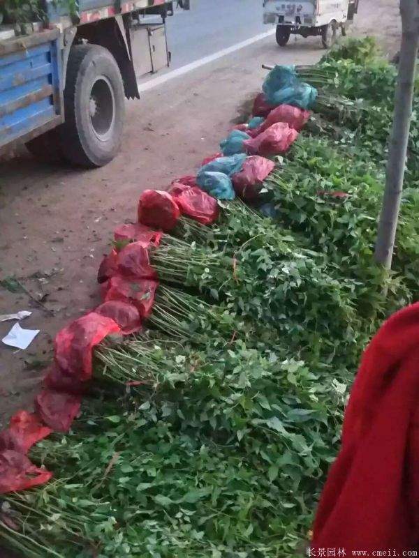 棣棠苗出售 棣棠苗出售