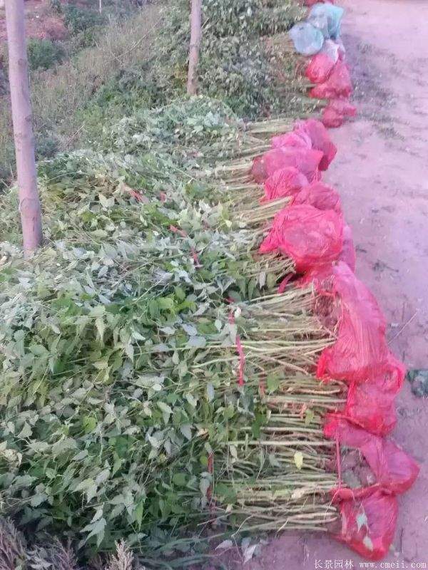 棣棠苗出售 棣棠苗出售