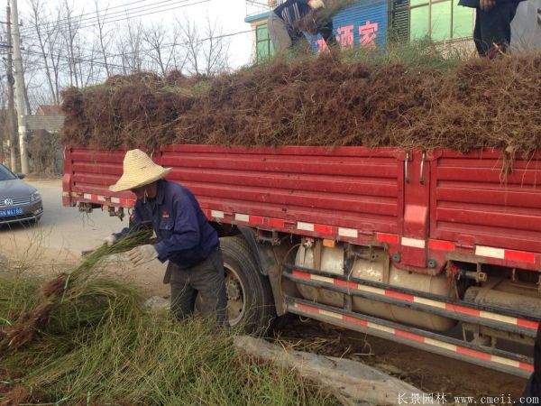 棣棠花多少錢(qián) 棣棠花多少錢(qián)