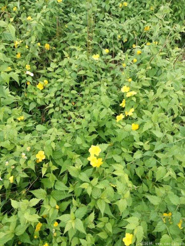 棣棠花多少錢(qián) 棣棠花多少錢(qián)