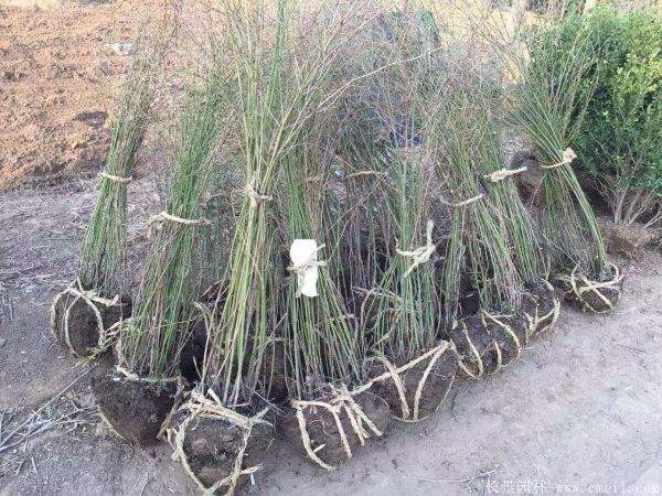 棣棠價格 棣棠價格