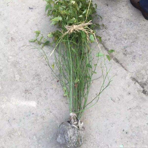 棣棠價格 棣棠價格