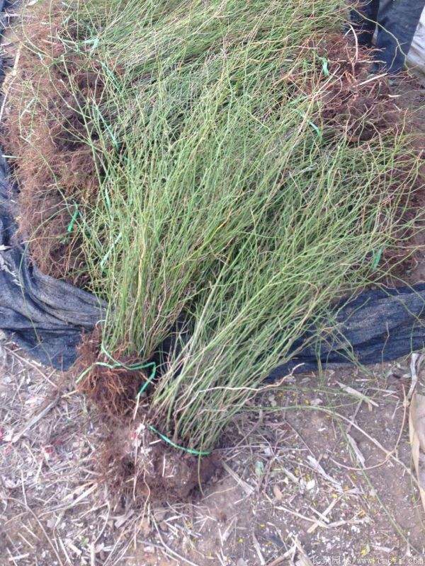 沭陽棣棠苗 沭陽棣棠苗