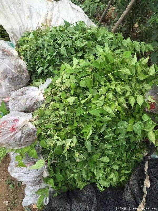 沭陽棣棠苗 沭陽棣棠苗