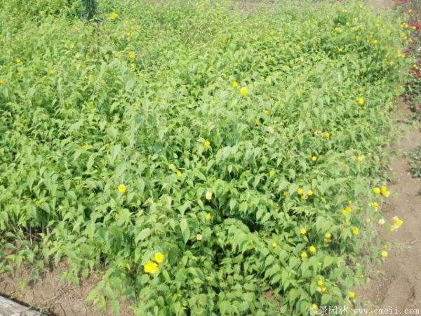 沭陽棣棠苗 沭陽棣棠苗