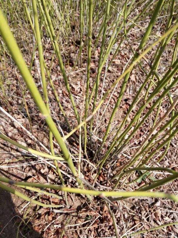 沭陽棣棠苗 沭陽棣棠苗