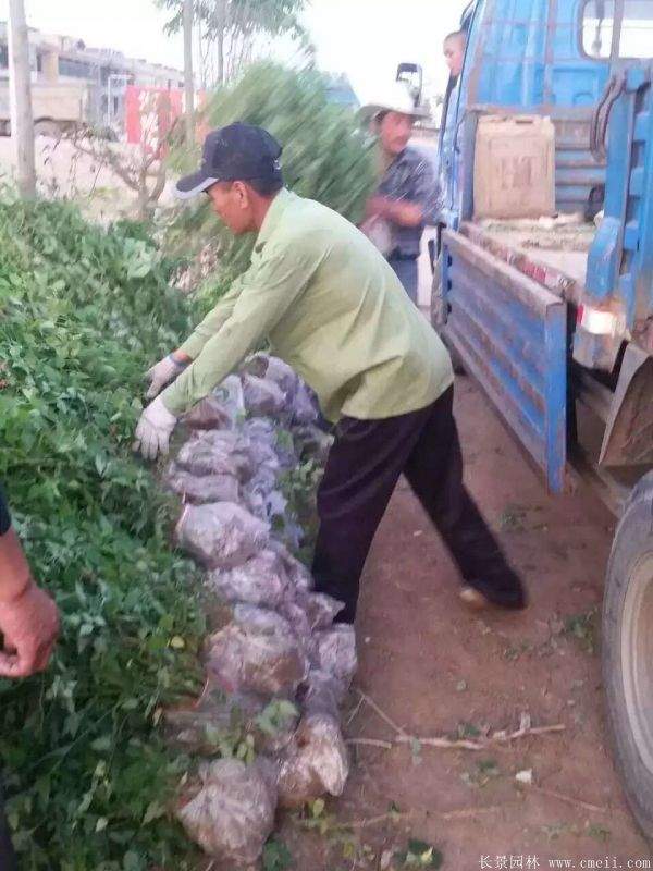 江蘇棣棠花價格 江蘇棣棠花價格