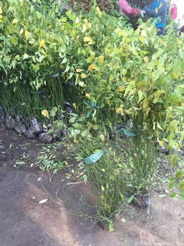 沭陽棣棠花 沭陽棣棠花