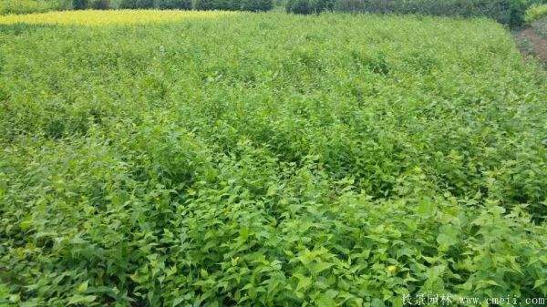 沭陽單重瓣棣棠花價格 沭陽單重瓣棣棠花價格