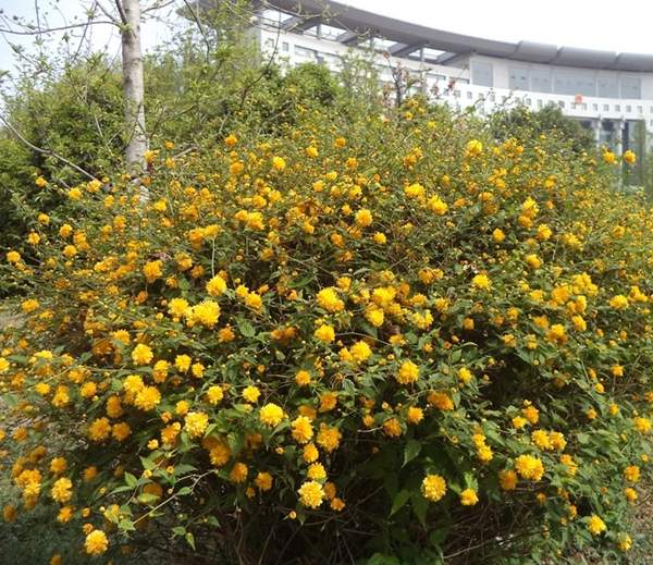 沭陽(yáng)棣棠花