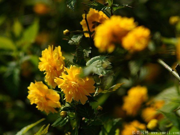 沭陽(yáng)棣棠花