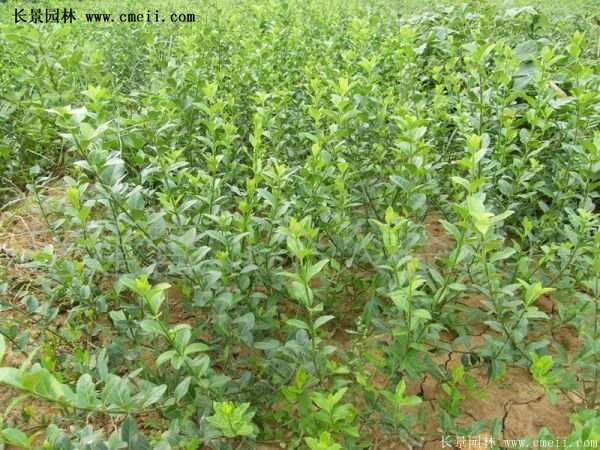 沭陽速生扶芳藤 沭陽速生扶芳藤