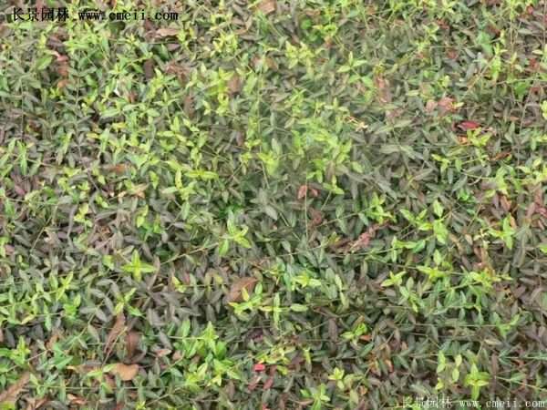 沭陽速生扶芳藤 沭陽速生扶芳藤