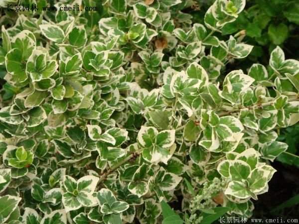 扶芳藤基地照 扶芳藤基地照