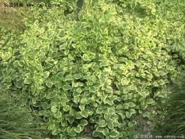 扶芳藤基地照 扶芳藤基地照