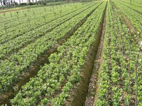 金邊扶芳藤 金邊扶芳藤