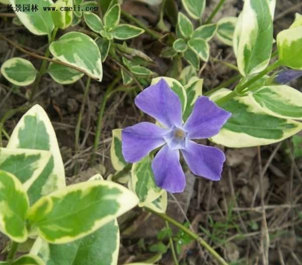 金邊扶芳藤 金邊扶芳藤