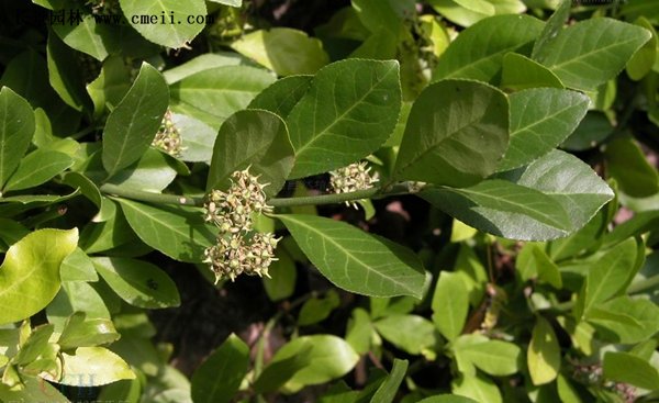 沭陽扶芳藤 沭陽扶芳藤