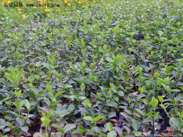 沭陽扶芳藤 沭陽扶芳藤