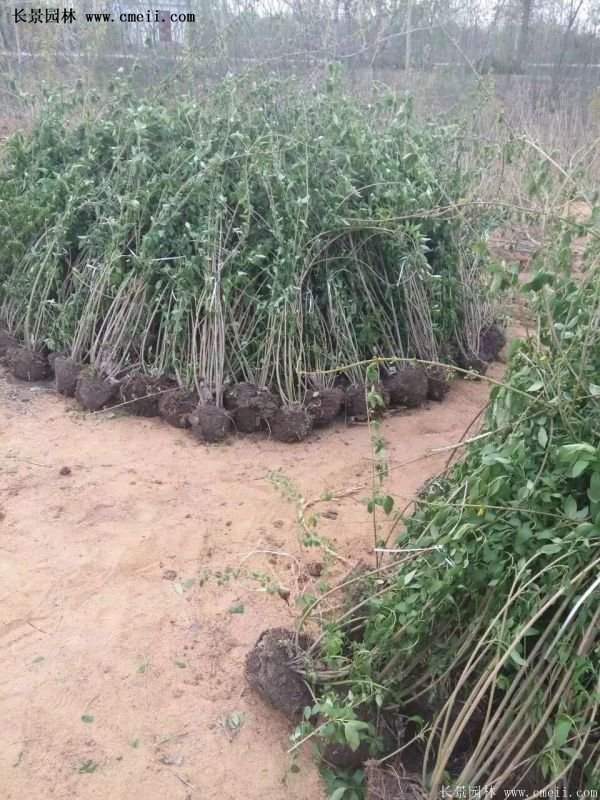 1.2米高的紅王子錦帶 1.2米高的紅王子錦帶