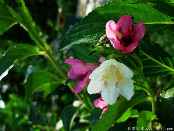 40-70公分高的紅王子錦帶花 40-70公分高的紅王子錦帶花