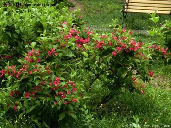 40-70公分高的紅王子錦帶花 40-70公分高的紅王子錦帶花