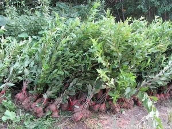 沭陽(yáng)紅王子錦帶花