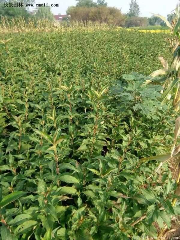 沭陽(yáng)紅王子錦帶花