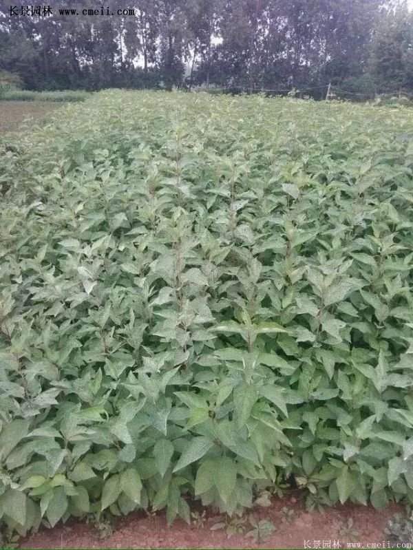 沭陽(yáng)紅王子錦帶花