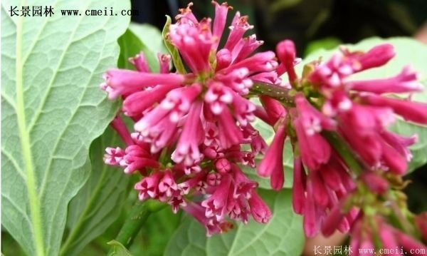 沭陽(yáng)紅王子錦帶花