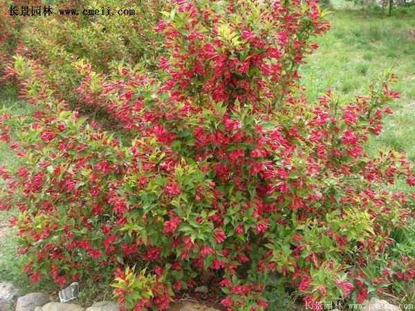 紅王子錦帶價(jià)格 紅王子錦帶價(jià)格