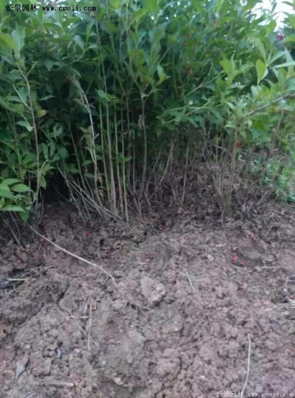 紅王子錦帶價(jià)格 紅王子錦帶價(jià)格