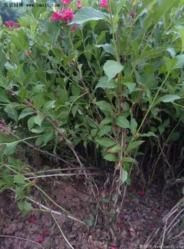 紅王子錦帶價(jià)格 紅王子錦帶價(jià)格