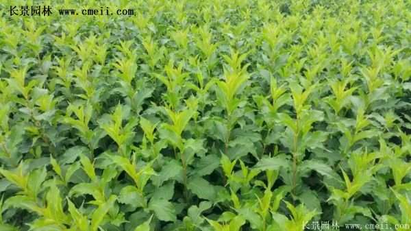 紅王子錦帶價(jià)格 紅王子錦帶價(jià)格