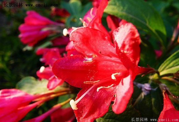 紅王子錦帶價(jià)格 紅王子錦帶價(jià)格