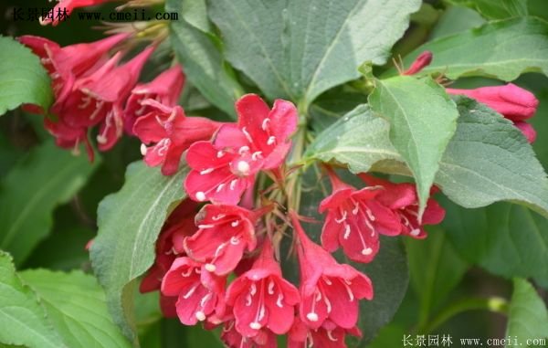 沭陽紅王子錦帶基地照片 沭陽紅王子錦帶基地照片