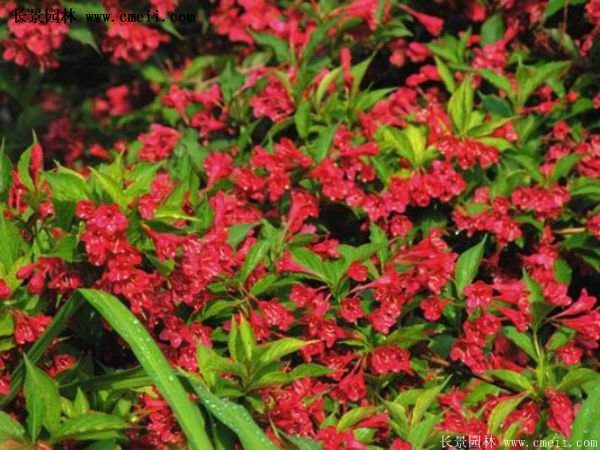 沭陽紅王子錦帶基地照片 沭陽紅王子錦帶基地照片