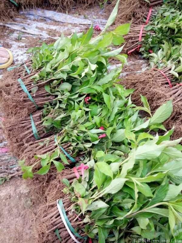 沭陽紅王子錦帶花基地 沭陽紅王子錦帶花基地