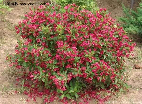 紅王子錦帶用途 紅王子錦帶用途