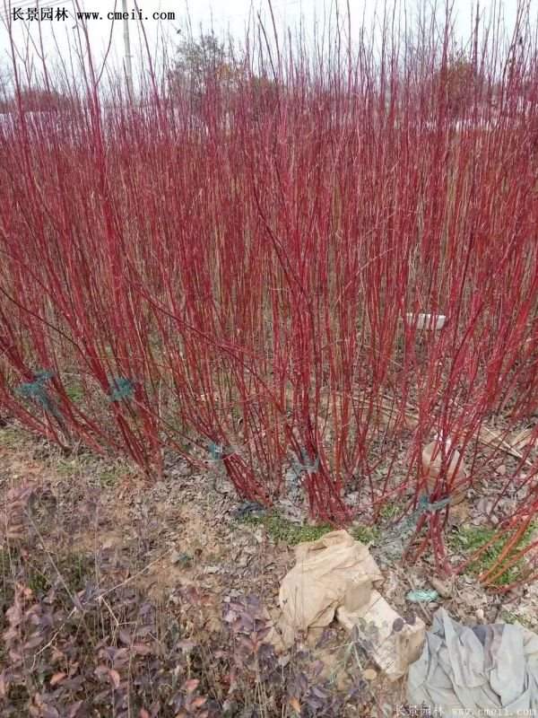 紅瑞木產(chǎn)地 紅瑞木產(chǎn)地