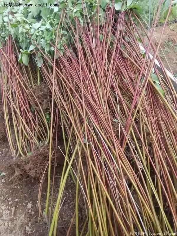 沭陽紅瑞木 沭陽紅瑞木