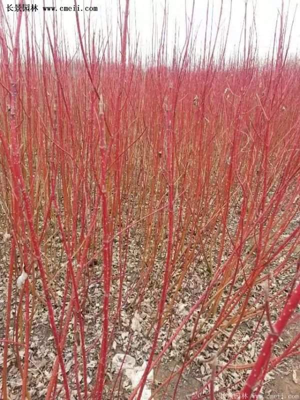 沭陽紅瑞木 沭陽紅瑞木