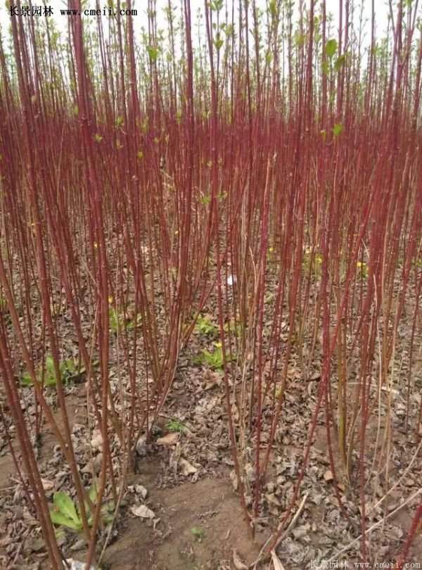 沭陽紅瑞木 沭陽紅瑞木