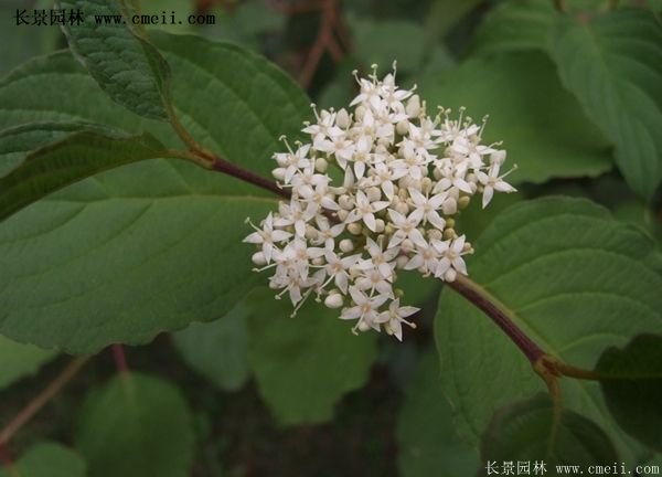 紅瑞木價格 紅瑞木價格